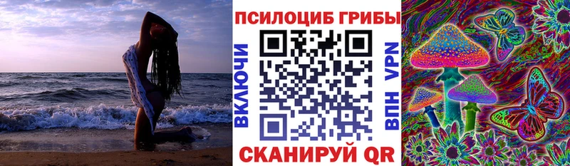 Купить  Боровск  Псилоцибиновые грибы Psilocybe 